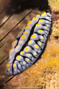 Phyllidia Coelestis by Antonio Venturelli 